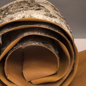 Kanurinde – Birkenrinde für den traditionellen Kanubau